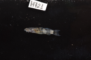  ( - CHON721)  @11 [ ] by-nc-sa (2025) Nicolas Hubert IRD