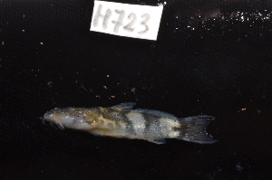  ( - CHON723)  @11 [ ] by-nc-sa (2025) Nicolas Hubert IRD