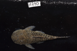  (Chaetostoma daidalmatos - CHON740)  @11 [ ] by-nc-sa (2025) Nicolas Hubert IRD