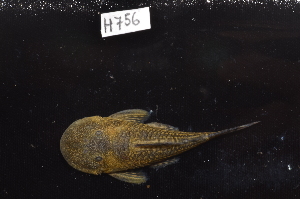  (Chaetostoma branickii - CHON756)  @11 [ ] by-nc-sa (2025) Nicolas Hubert IRD