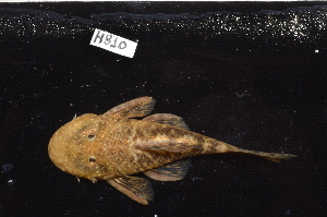  (Chaetostoma microps - CHON810)  @11 [ ] by-nc-sa (2025) Nicolas Hubert IRD