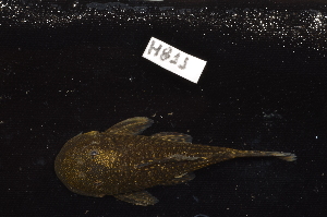  ( - CHON811)  @11 [ ] by-nc-sa (2025) Nicolas Hubert IRD