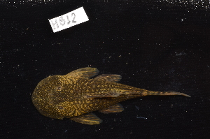  ( - CHON812)  @11 [ ] by-nc-sa (2025) Nicolas Hubert IRD