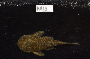  ( - CHON813)  @11 [ ] by-nc-sa (2025) Nicolas Hubert IRD