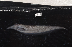  (Sternarchorhynchus - CHON822)  @11 [ ] by-nc-sa (2025) Nicolas Hubert IRD