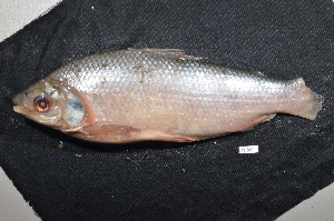  (Prochilodus rubrotaeniatus - CHON968)  @11 [ ] by-nc-sa (2025) Nicolas Hubert IRD