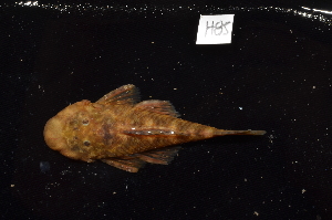  (Chaetostoma marmorescens - CHON085)  @11 [ ] by-nc-sa (2025) Nicolas Hubert IRD