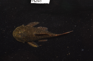  ( - CHON260)  @11 [ ] by-nc-sa (2025) Nicolas Hubert IRD