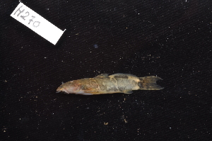  ( - CHON270)  @11 [ ] by-nc-sa (2025) Nicolas Hubert IRD