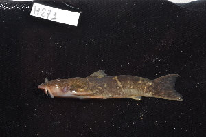  ( - CHON271)  @11 [ ] by-nc-sa (2025) Nicolas Hubert IRD