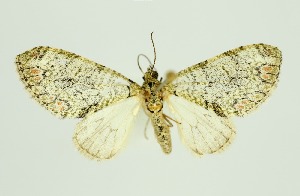  (Trichopterigia decorata - RMNH.INS.1297455)  @11 [ ] CreativeCommons Attribution Non-Commercial Share-Alike (2022) Unspecified Naturalis Biodiversity Center