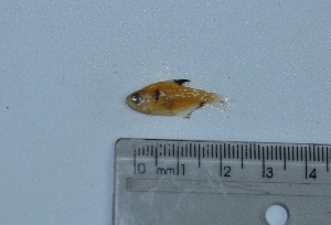  ( - LBPV_1481_12706)  @13 [ ] Unspecified (default): All Rights Reserved  Unspecified Unspecified