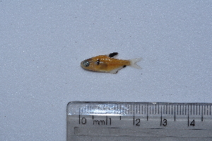  ( - LBPV_5006_25914)  @13 [ ] Unspecified (default): All Rights Reserved  Unspecified Unspecified