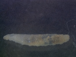  (Toxomerus sp. SYRT01 - BIBAR-ES025)  @11 [ ] CreativeCommons Attribution (by)  Srivastava lab Unspecified