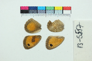  ( - RVcoll13S557)  @11 [ ] Copyright (2020) Roger Vila Institut de Biologia Evolutiva (CSIC-UPF)