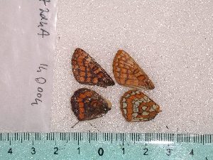  ( - 15-M251)  @12 [ ] Institut de Biologia Evolutiva (2014) Roger Vila Oxford Brookes University