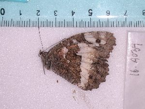  ( - 16-A039)  @12 [ ] Institut de Biologia Evolutiva (2014) Roger Vila Oxford Brookes University