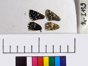 ( - RVcoll.14-I159)  @12 [ ] Laboratory of Zoology (2015) Luca P. Casacci University of Turin