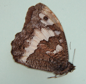  ( - LD-1169)  @12 [ ] No Rights Reserved (2016) Unspecified Unit&agrave; di Ricerca per la Selvicoltura in Ambiente Mediterraneo