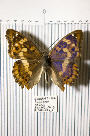  ( - LEP-SS-00271)  @12 [ ] No Rights Reserved (2015) Unspecified Unit&agrave; di Ricerca per la Selvicoltura in Ambiente Mediterraneo