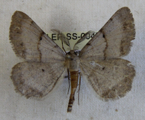  ( - LEP-SS-00404)  @12 [ ] No Rights Reserved (2016) Unspecified Unit&agrave; di Ricerca per la Selvicoltura in Ambiente Mediterraneo