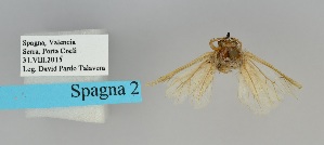 (Thaumatopoea - LEP-SS-00420)  @12 [ ] No Rights Reserved (2016) Unspecified Unità di Ricerca per la Selvicoltura in Ambiente Mediterraneo