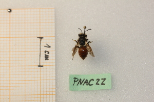  (Andrena croceiventris - pnac22)  @11 [ ] CreativeCommons - Attribution by Marco Bonifacino (2023) Unspecified Dipartimento di Biologia, Università degli Studi di Firenze