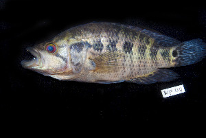  (Parachromis managuensis - BIF1311)  @14 [ ] CreativeCommons - Attribution Non-Commercial Share-Alike (2015) Nicolas HUBERT IRD