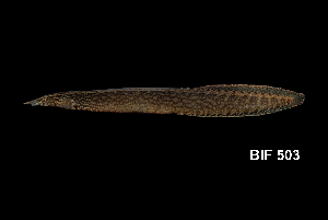  (Macrognathus maculatus - BIF0503)  @13 [ ] CreativeCommons - Attribution Non-Commercial Share-Alike (2014) Nicolas HUBERT IRD