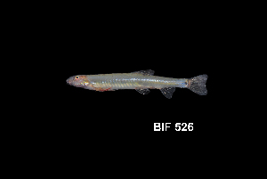  (Acantopsis dialuzona - BIF0526)  @11 [ ] CreativeCommons - Attribution Non-Commercial Share-Alike (2014) Nicolas HUBERT IRD