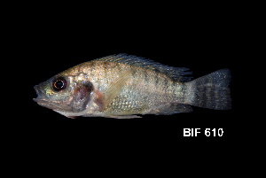  (Oreochromis mossambicus - BIF0610)  @15 [ ] CreativeCommons - Attribution Non-Commercial Share-Alike (2014) Nicolas HUBERT IRD