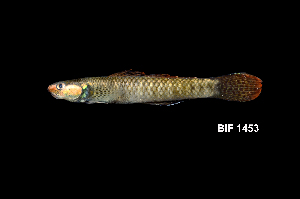  (Stiphodon ornatus - BIF1453)  @11 [ ] CreativeCommons - Attribution Non-Commercial Share-Alike (2014) Nicolas HUBERT IRD
