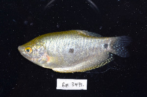  (Trichopodus trichopterus - BIF3471)  @14 [ ] CreativeCommons - Attribution Non-Commercial Share-Alike (2015) Nicolas HUBERT IRD