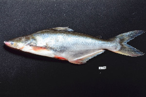  ( - BIF3670)  @11 [ ] CreativeCommons - Attribution Non-Commercial Share-Alike (2015) Nicolas HUBERT IRD