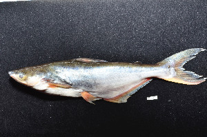  ( - BIF3671)  @11 [ ] CreativeCommons - Attribution Non-Commercial Share-Alike (2015) Nicolas HUBERT IRD