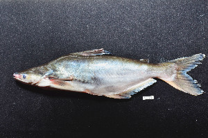  ( - BIF3672)  @11 [ ] CreativeCommons - Attribution Non-Commercial Share-Alike (2015) Nicolas HUBERT IRD