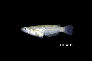  ( - BIF4011)  @11 [ ] CreativeCommons  Attribution Non-Commercial Share-Alike (2016) Nicolas HUBERT IRD