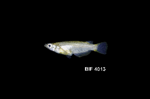  ( - BIF4013)  @11 [ ] CreativeCommons  Attribution Non-Commercial Share-Alike (2016) Nicolas HUBERT IRD
