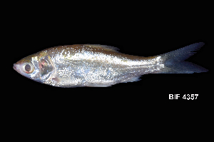  ( - BIF4357)  @11 [ ] CreativeCommons  Attribution Non-Commercial Share-Alike (2016) Nicolas HUBERT IRD