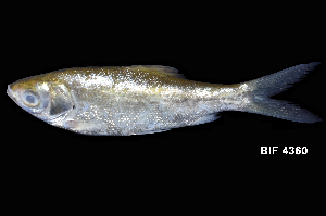  ( - BIF4360)  @11 [ ] CreativeCommons  Attribution Non-Commercial Share-Alike (2016) Nicolas HUBERT IRD