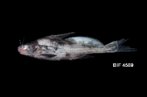  (Bagrichthys hypselopterus - BIF4569)  @11 [ ] CreativeCommons  Attribution Non-Commercial Share-Alike (2016) Nicolas HUBERT IRD