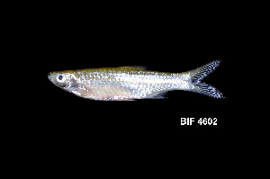  (Rasbora myersi - BIF4602)  @11 [ ] CreativeCommons  Attribution Non-Commercial Share-Alike (2016) Nicolas HUBERT IRD