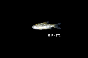  ( - BIF4872)  @11 [ ] CreativeCommons  Attribution Non-Commercial Share-Alike (2016) Nicolas HUBERT IRD