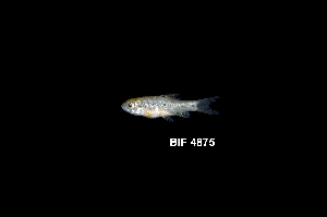  ( - BIF4875)  @11 [ ] CreativeCommons  Attribution Non-Commercial Share-Alike (2016) Nicolas HUBERT IRD