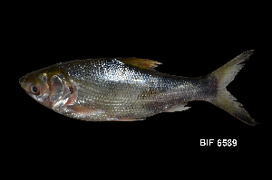  ( - BIF6589)  @11 [ ] CreativeCommons  Attribution Non-Commercial Share-Alike (2016) Nicolas HUBERT IRD