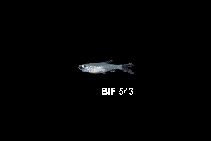 ( - BIF0543)  @12 [ ] CreativeCommons - Attribution Non-Commercial Share-Alike (2014) Nicolas HUBERT IRD
