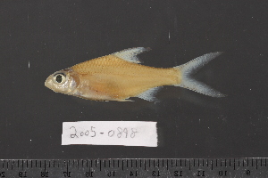  (Cyclocheilichthys heteronema - 2005-0898)  @11 [ ] CreativeCommons  Attribution Non-Commercial Share-Alike (2017) Larry Page FLMNH