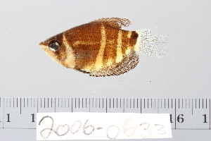  (Sphaerichthys osphromenoides - 2006-0633)  @11 [ ] CreativeCommons  Attribution Non-Commercial Share-Alike (2017) Larry Page FLMNH