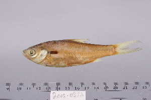  ( - 2005-0872)  @11 [ ] CreativeCommons  Attribution Non-Commercial Share-Alike (2017) Larry Page FLMNH