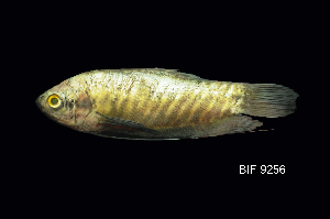  (Trichogaster pectoralis - BIF09256)  @11 [ ] CreativeCommons  Attribution Non-Commercial Share-Alike (2019) Nicolas Hubert IRD